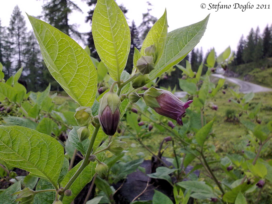 Atropa bella-donna / Belladonna